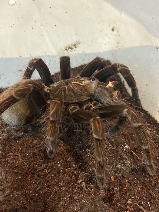 Pamphobeteus platyomma prasznik