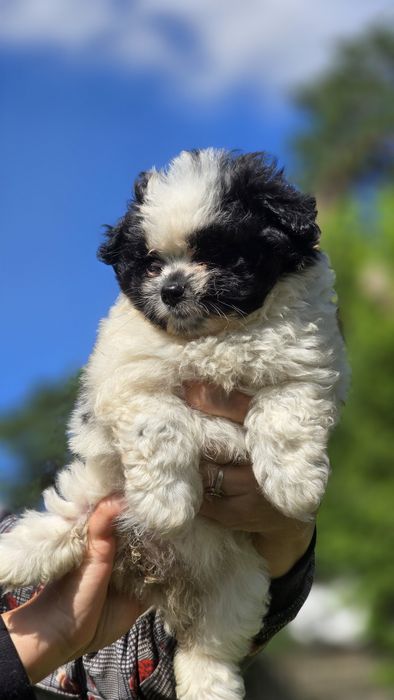 Maltipoo cudowna suczka