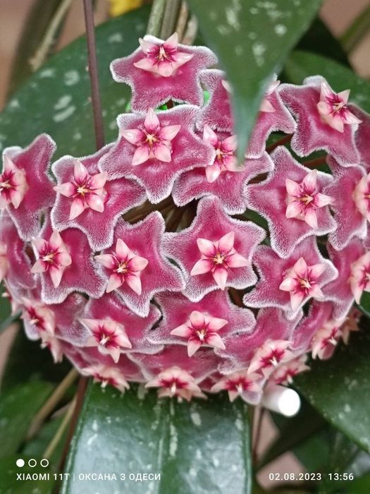 Hoya pubicalyx 'Pink Silver' доросла домашня рослина