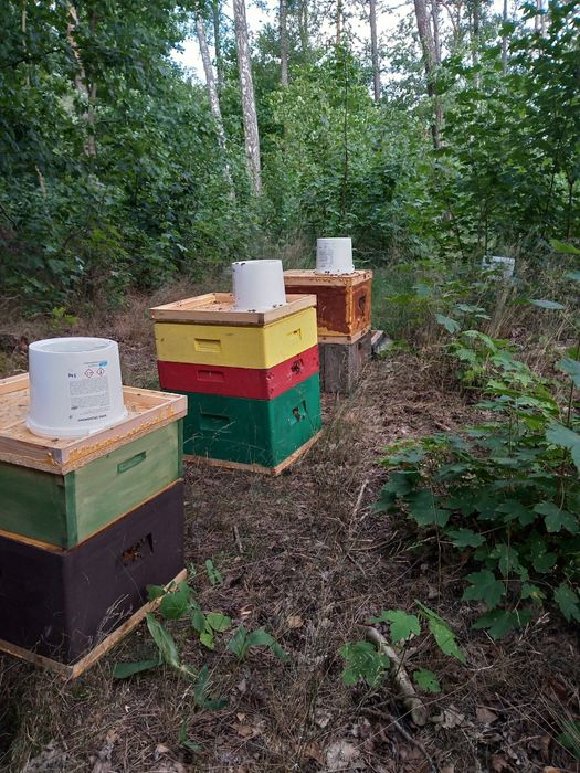 Odkłady pszczele, pakiety, matki pszczele