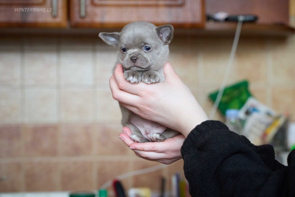 Неймовірні хлопачки чихуахуа КСУ
