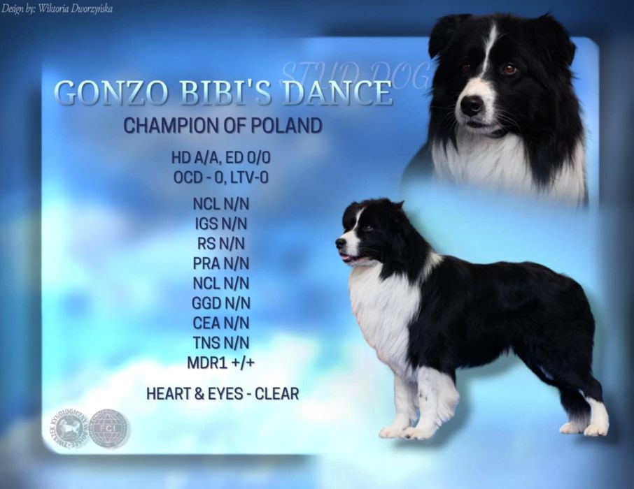 Piesek Border collie FCI