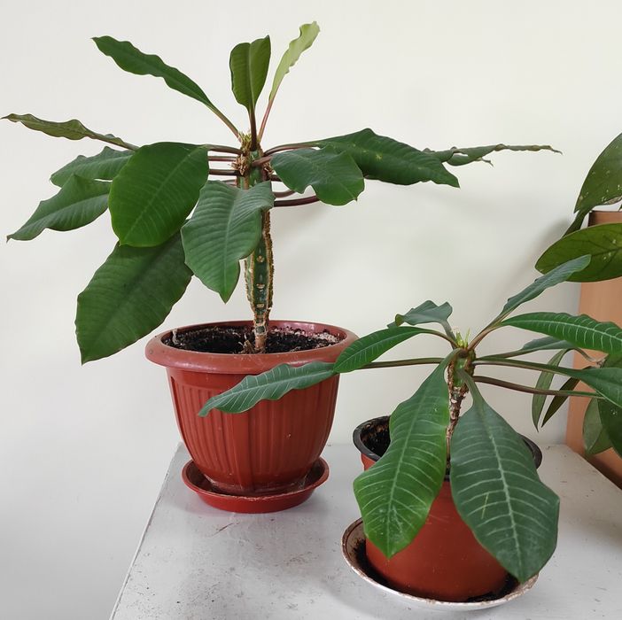 Молочай біложилковий