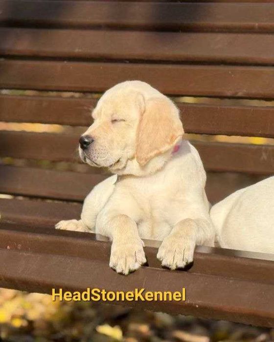Лабрадор ретривер щенки