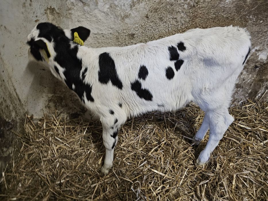 Sprzedam 3 cielaki byczki