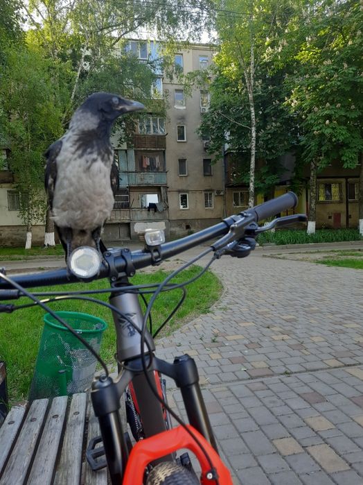 Велосипед 29" crosser