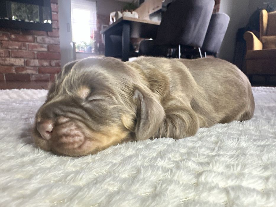 Cocker spaniel angielski szczeniak