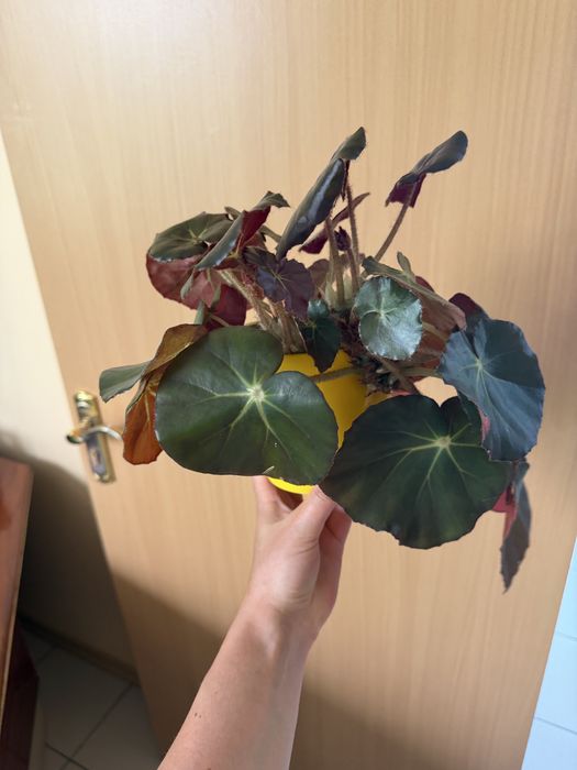 Бігонія різновид вазон