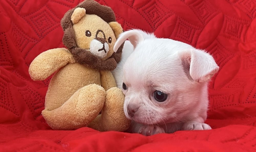 Chihuahua Macho Pelo Curto