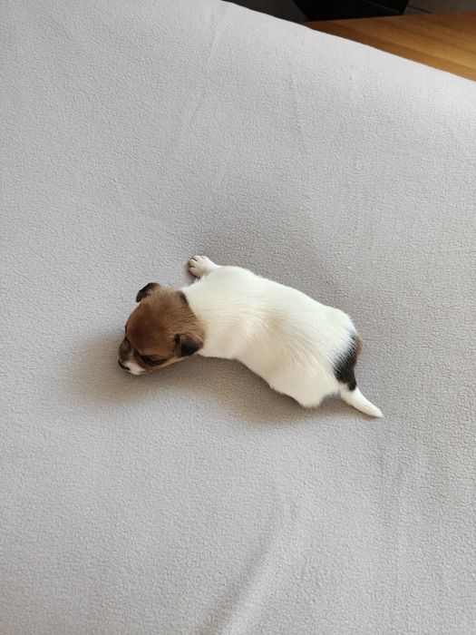 Jack Russell Terrier suczka