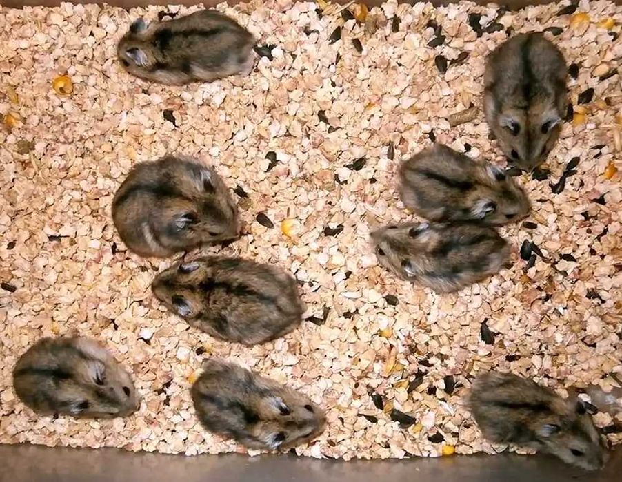 Хомячки, хомячата, хомяки джунгарские, карликовые, джунгарики, хомяк