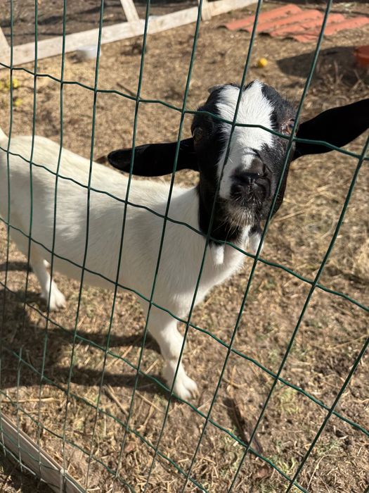 Vender cabras anâs