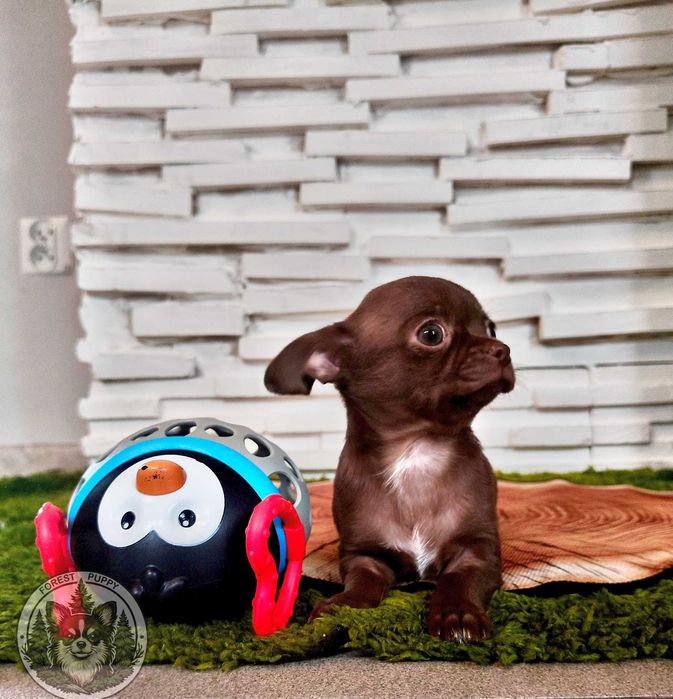 *gotowa do odbioru* Chihuahua xs suczka.