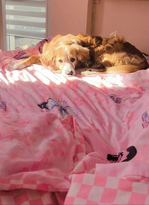 Domowy hotelik dla zwierząt