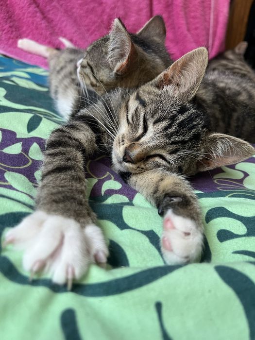 Małe kotki do adopcji