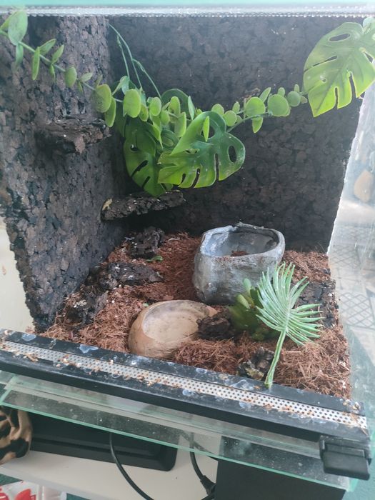 Terrarium  na jaszczurki