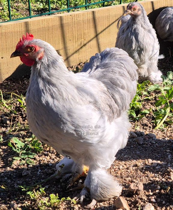 Galinhas jovens– Pekin Lavanda, Brahma e Padovana