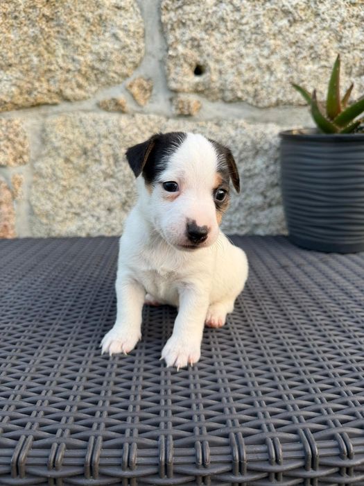Jack Russel Terrier