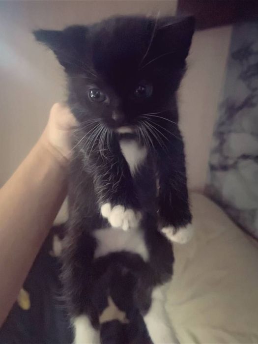 котенок,2 месяца