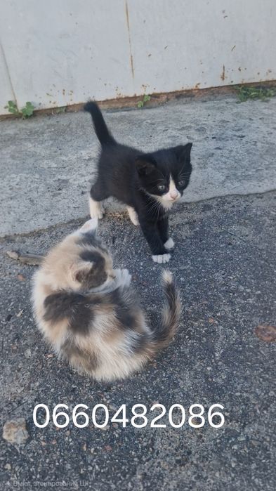Котята безкоштовно