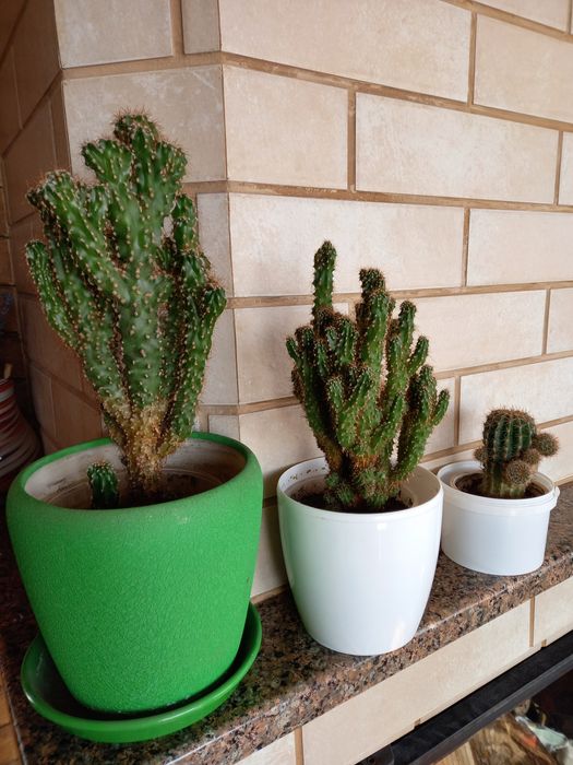 Кактуси- кімнатні рослини.