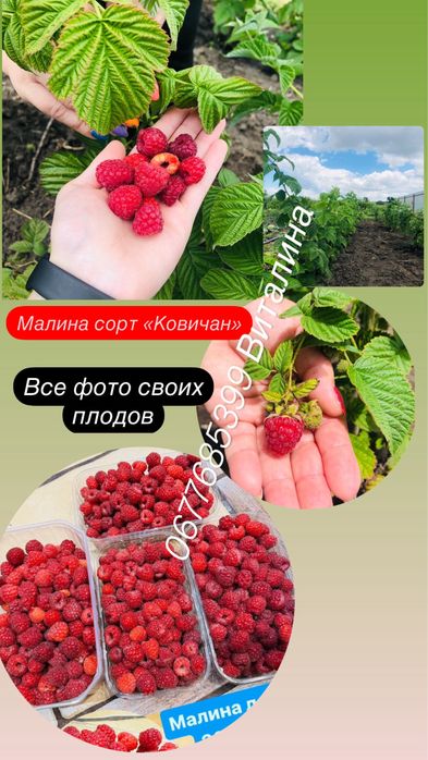 Саженцы малины , клубники , дюшении , очиток едкий