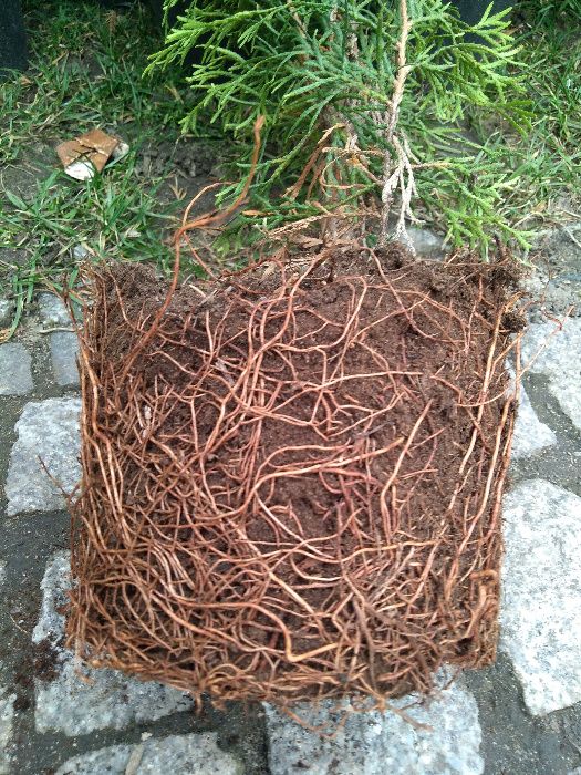 Tuja tuje szmaragd cały korzeń donica, najlepszy materiał