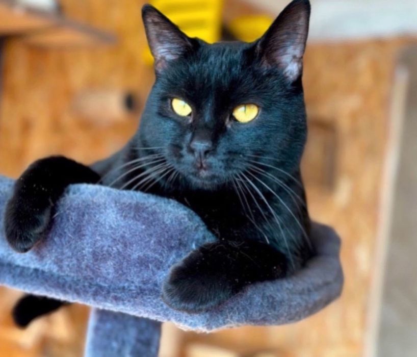 Шикарный парень Салем. 2 года, красавец кот