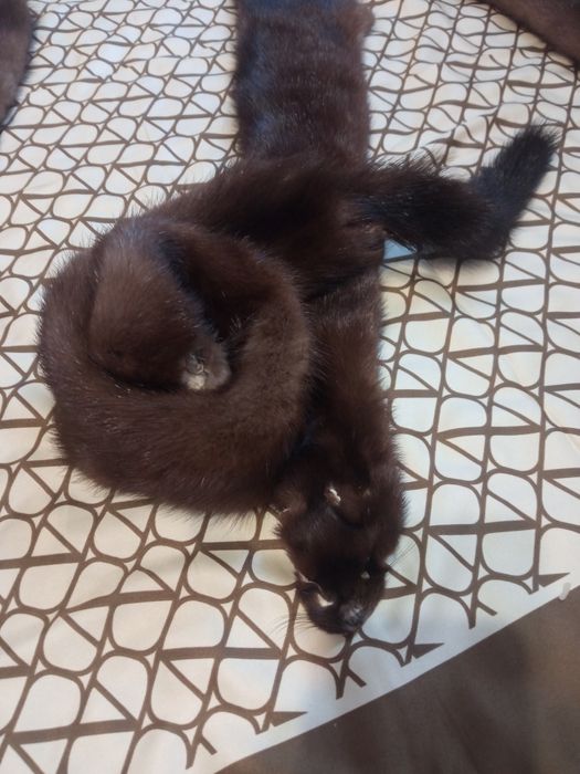 Продам хутро норки