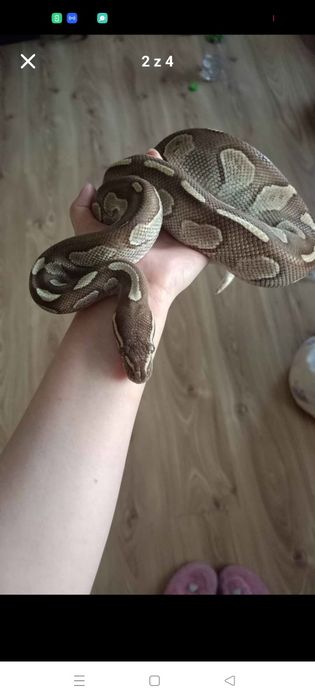 Python Samiec 6 letni