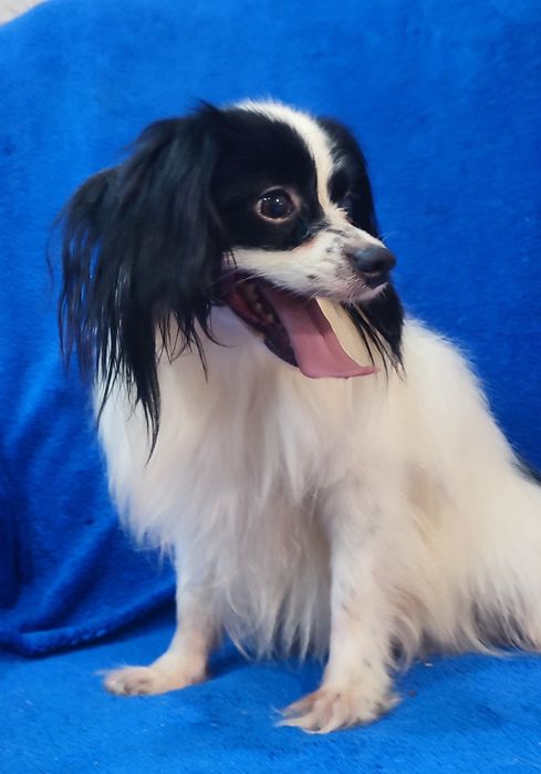 Срочно ищет дом улыбчивый мальчик Папийон - ФАЛЕН!