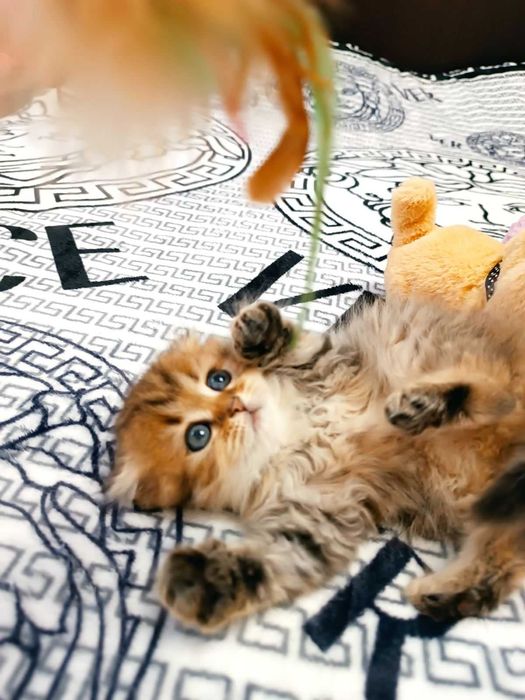 Киця золота шиншила. Дуже рідкий окрас.