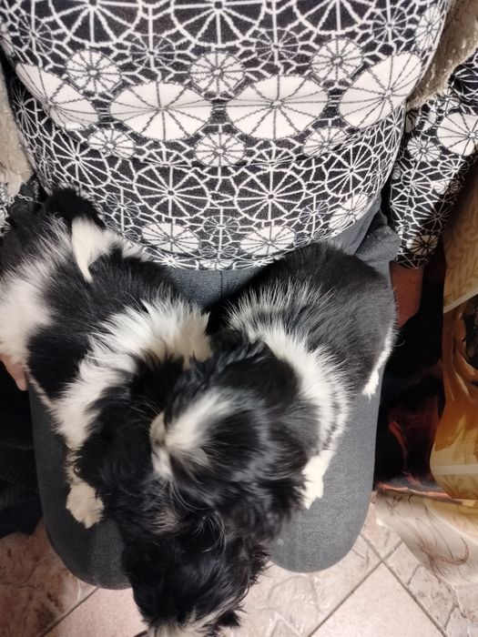 Sprzedam suczki Shitzu