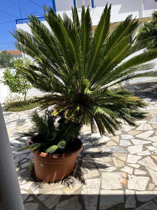 Planta Cica de origem asiatica