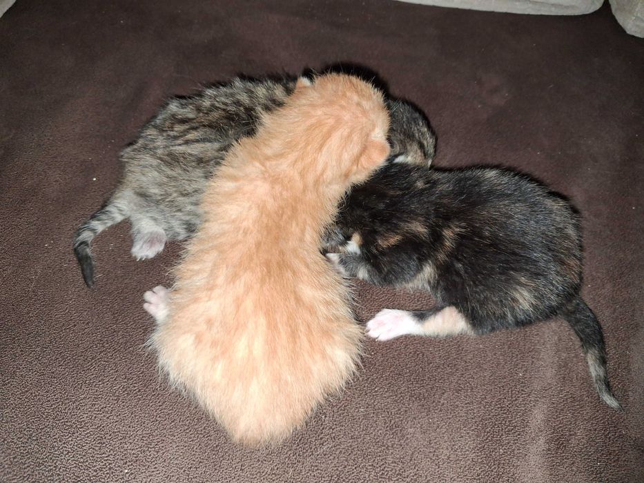 Oddam kotki w dobre ręce