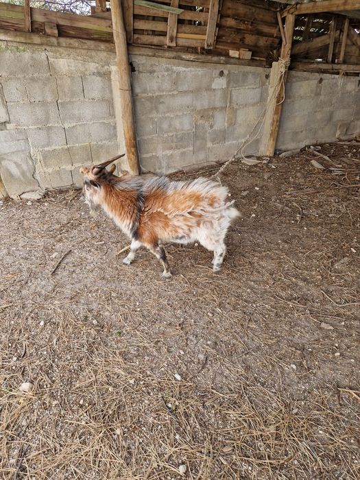 Vende se cabras anãs