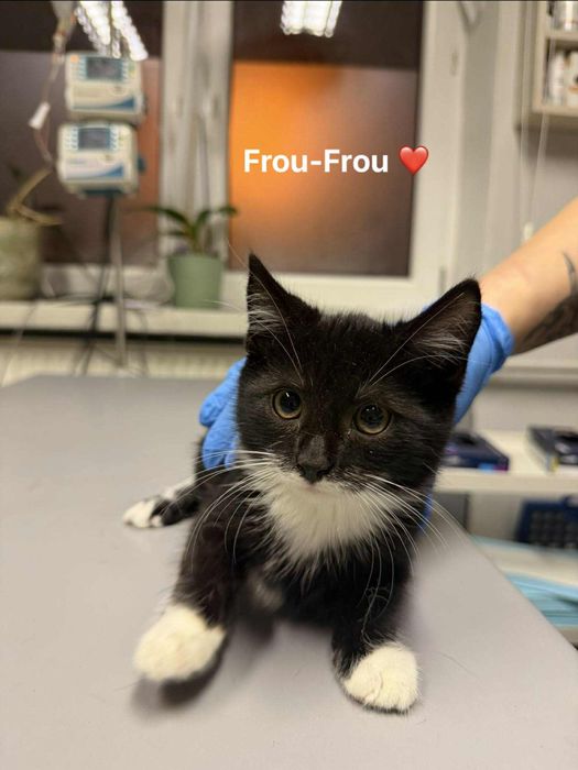 Kocięta szukają domów - małe, zdrowe, zaszczepione - wesołe - adopcja