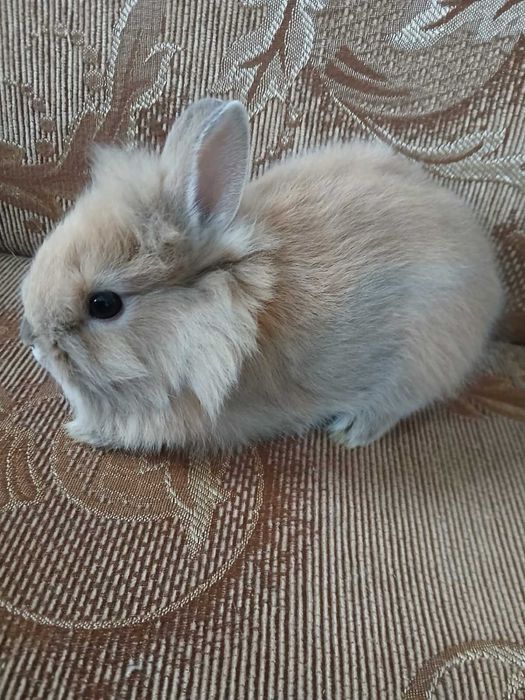 Карликовые кролики