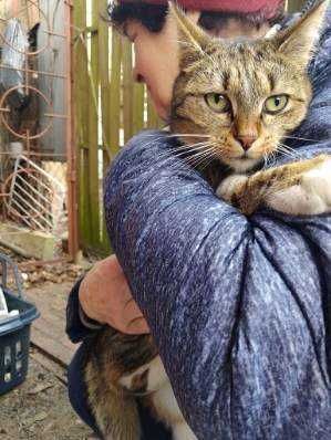 dwie kotki do adopcji