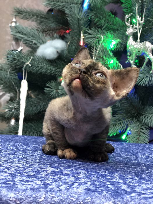 Кошенята Девон рекси