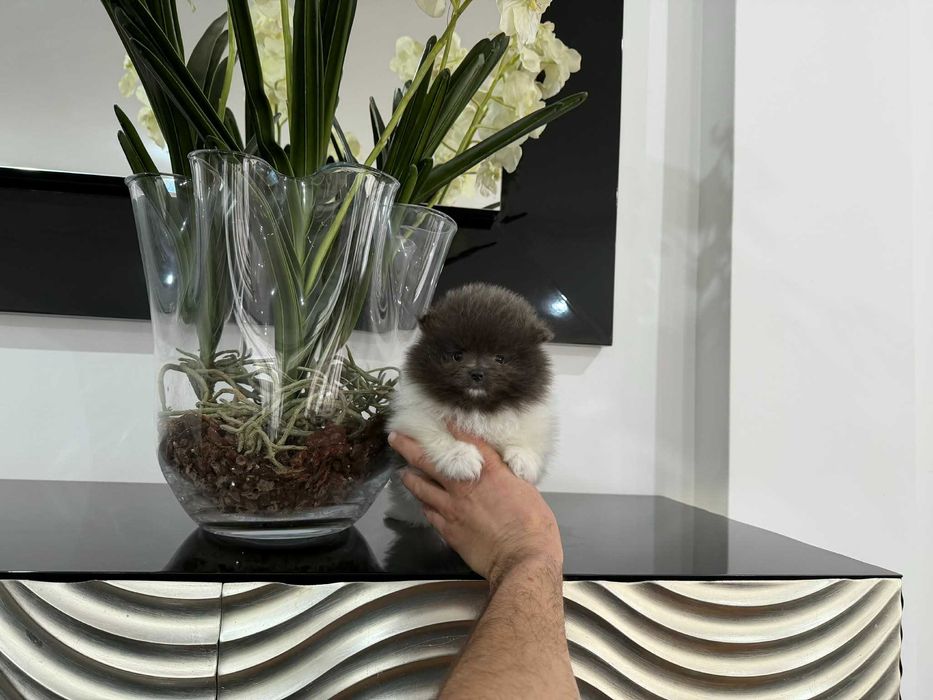 Spitz Anão e/ou Lulu da Pomerânia FEMEA BRANCA E AZUL com LOP e AFIXO