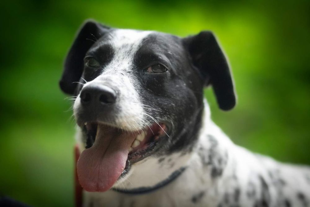 Ambaras, nasz schroniskowy dalmatyńczyk szuka domu!