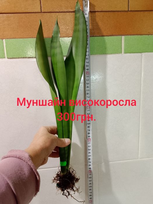 Муншайн високоросла