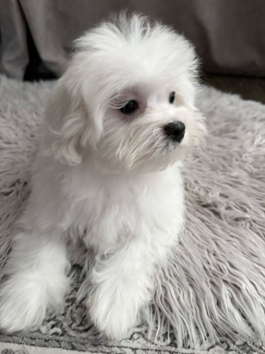 Мальтийская болонка щенки