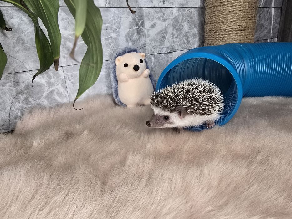 Afrykański jeż pigmejski