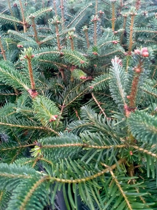 Jodła kaukaska WYSYŁKA Abies nordmanniana Ambrolauri