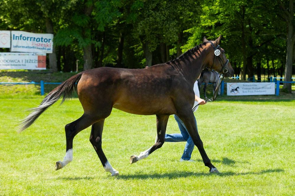 Wysoki, przyszłościowy ogier małopolski.