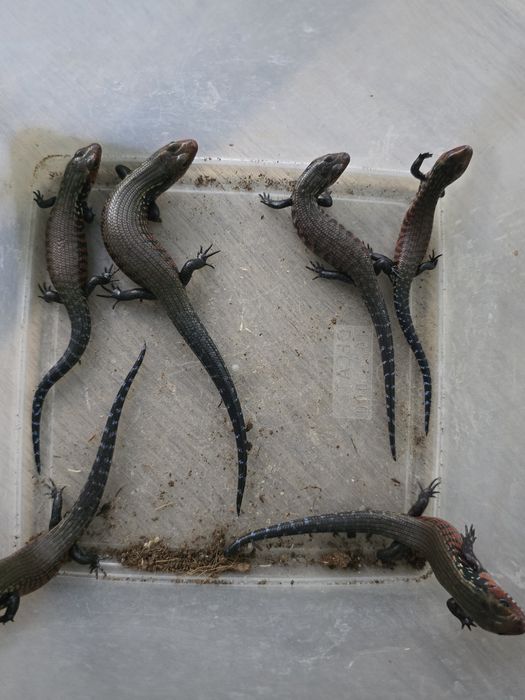 Scynk ognisty / Riopa fernandi (Lepidothyris fernandi / Mochlus)