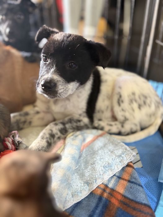 Cachorros para adoção responsavel