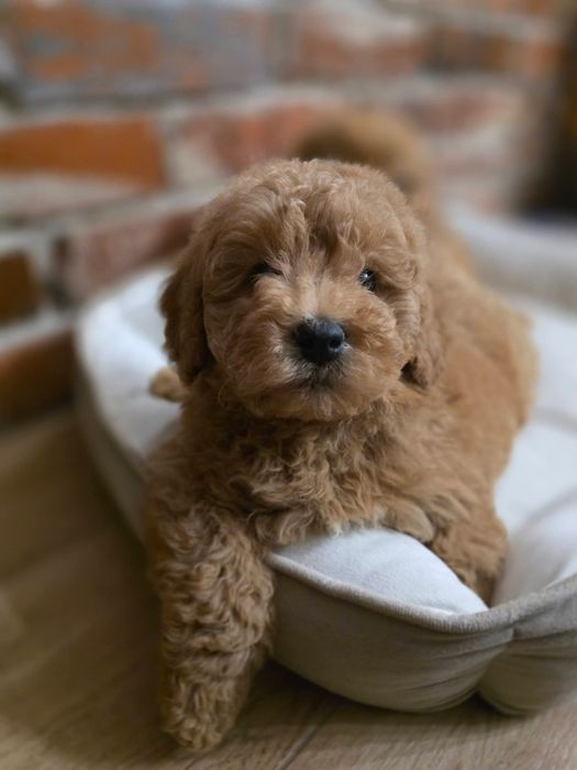 Хлопчик той пудель